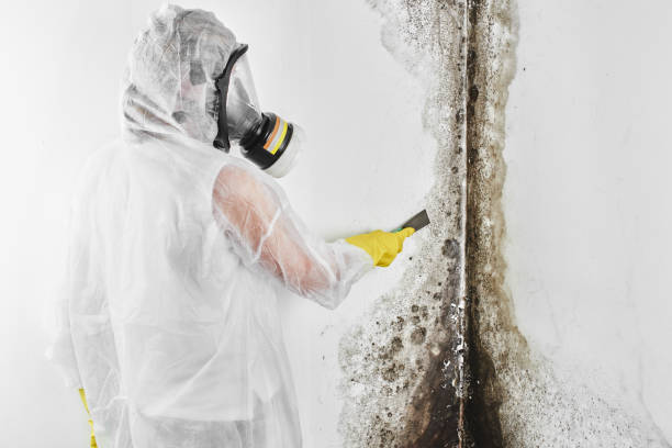 Best Professional Mold Removal  in Plano, TX