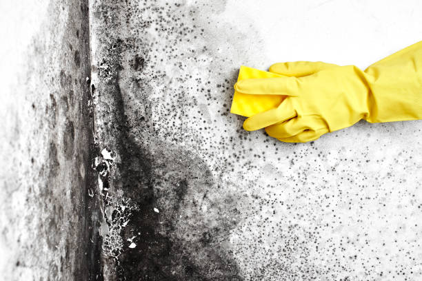 Best Mold Remediation  in Plano, TX