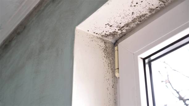 Best Attic Mold Removal  in Plano, TX