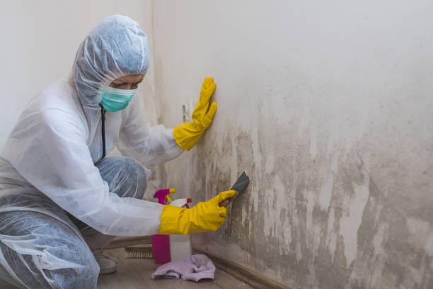 Mold Removal and Inspection in Plano, TX