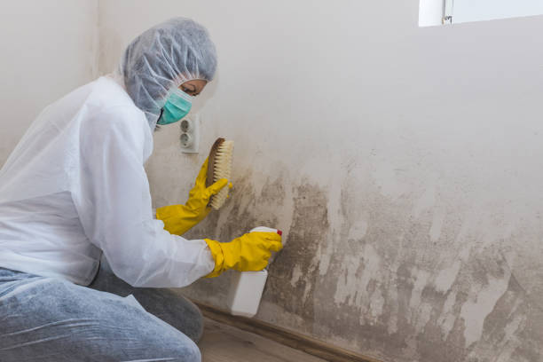 Best Mold Remediation  in Plano, TX