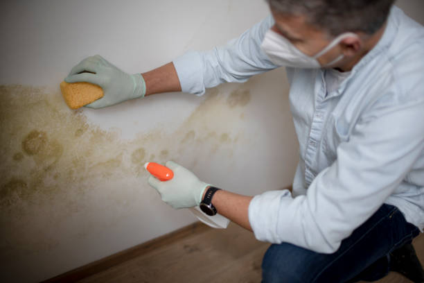 Best Best Mold Removal Companies  in Plano, TX