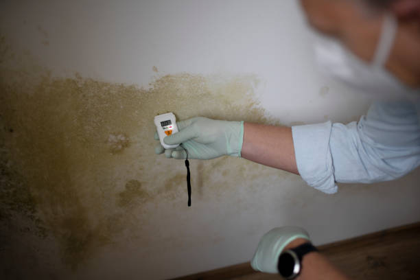 Best Crawl Space Mold Removal  in Plano, TX