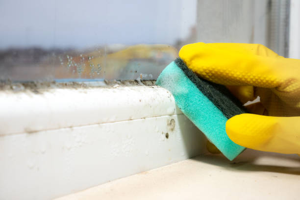 Best Toxic Mold Removal  in Plano, TX