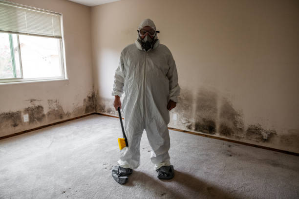 Best Local Mold Removal Service  in Plano, TX