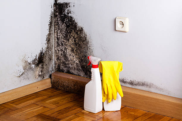 Best Mold Cleaning Services  in Plano, TX