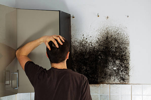 Best Residential Mold Removal  in Plano, TX