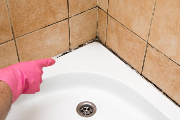 Professional Mold Removal in Plano, TX