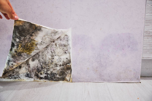 Best Mold Damage Repair  in Plano, TX